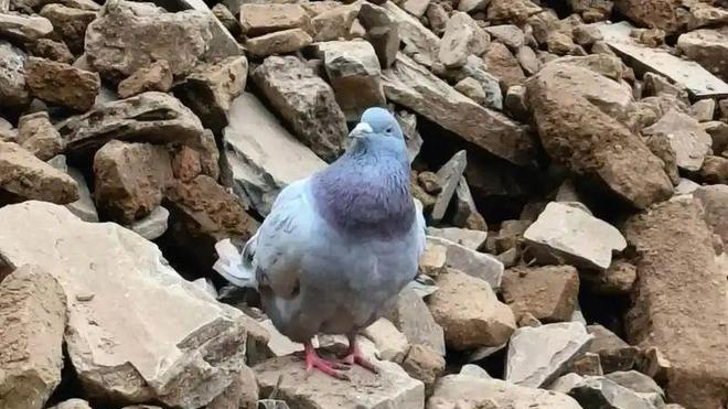 阅兵鸽子没准时回家，全网在线云寻鸽：上哪儿玩去了？