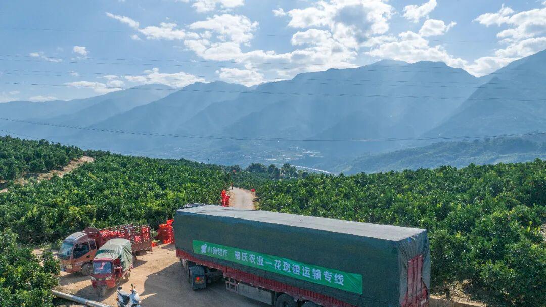 褚氏农业的花斑果，为何在小象超市上火了