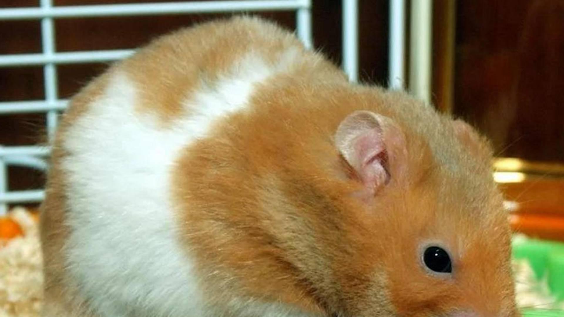 消化道疾病防控，六周存活率，返乡青年案例，仓鼠软便调理方案