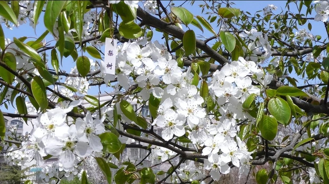 梨树开花时间探秘：南北差异何时现？