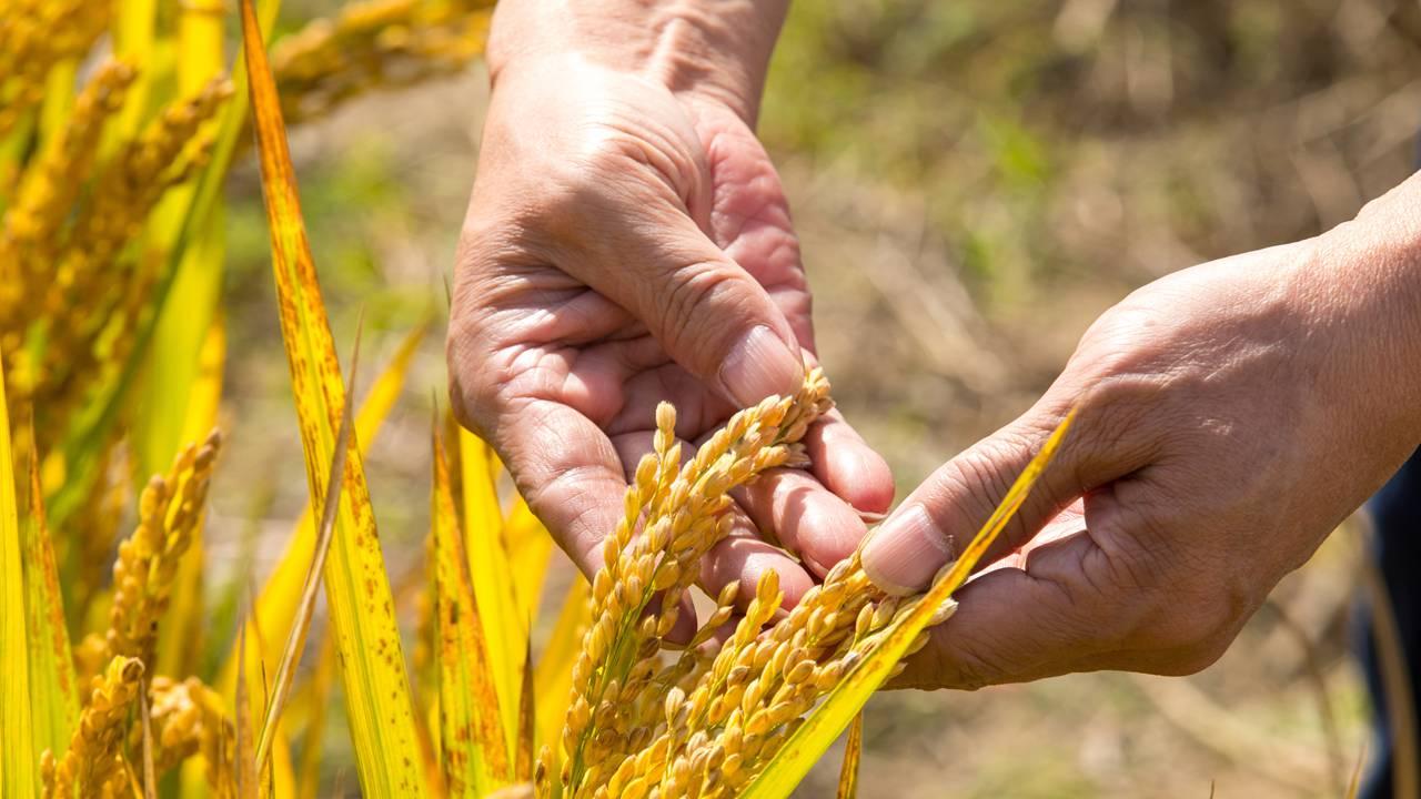 白菜移苗避烈日，芥菜直播耐霜冻，油麦菜浮面育壮苗
