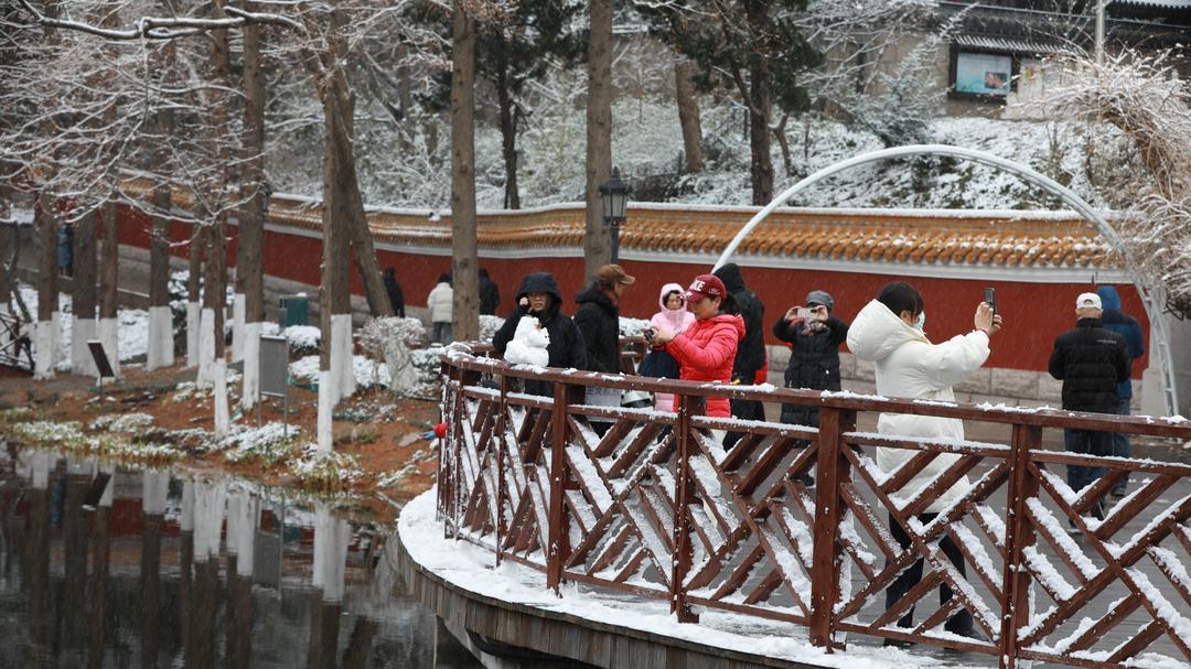 青岛植物园披上银装，红杉映雪引客来