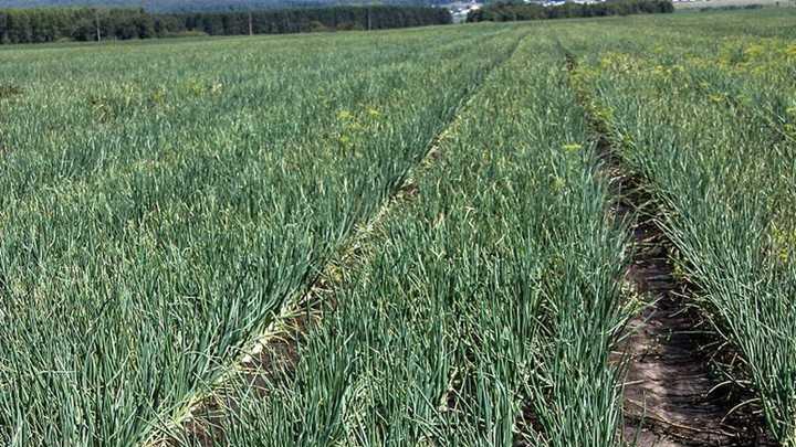 种植大蒜，掌握适宜时机，避免过早播种影响生长