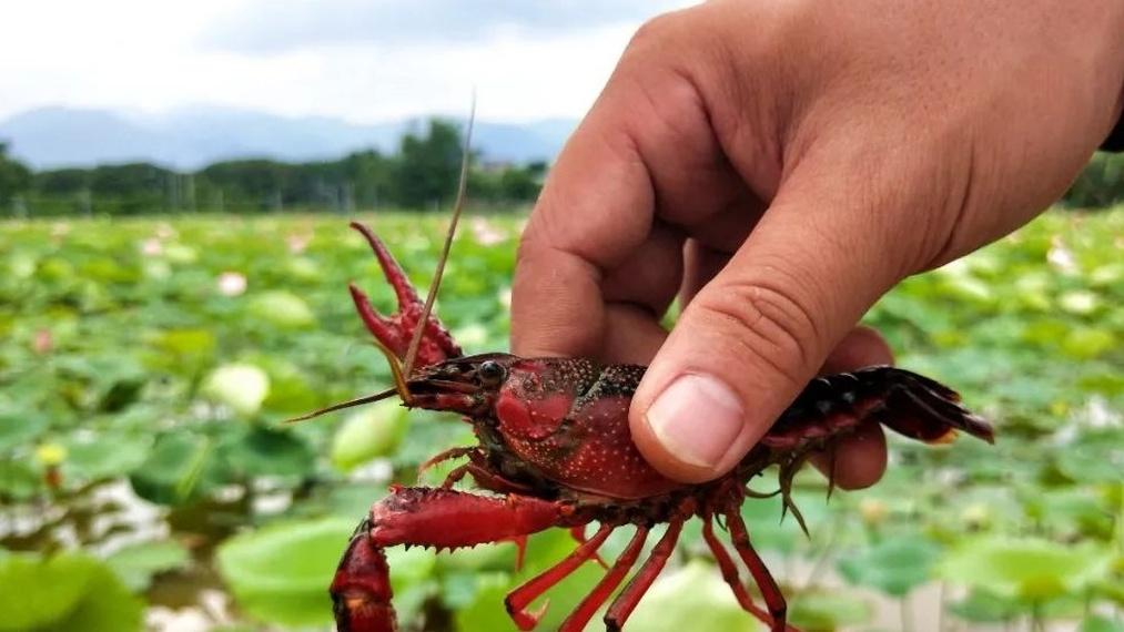 龙虾养殖中，怎样进行池塘的底质改良，改善环境