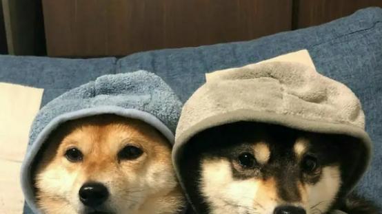 普通狗粮多少钱一斤？狗粮平价怎么选，推荐5款高品质实惠粮