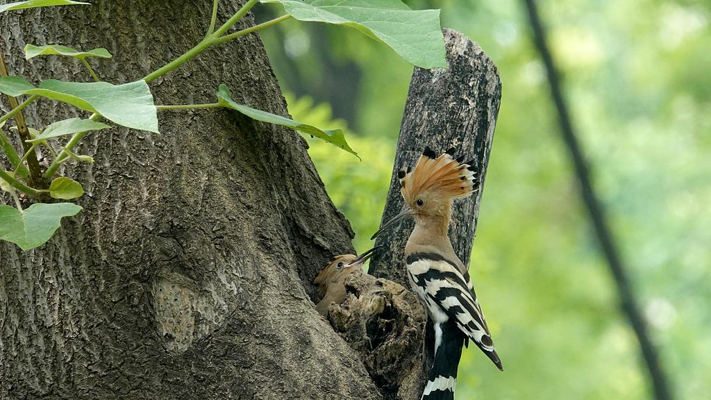 哈尔滨鼠疫：人类历史上极为惨痛的大瘟疫，中国人民心中永远的痛