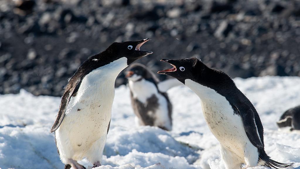 企鹅跳岩：阿德利企鹅的登岸“障碍赛”