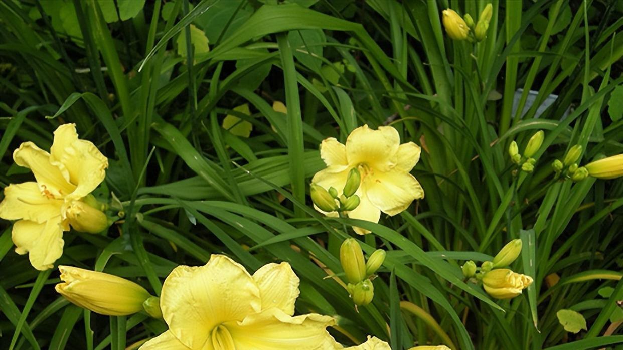 解密六出花：探寻花瓣背后的丰富寓意