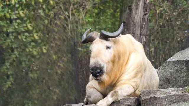 野生“六不像”现身四川雅安，体重超过600斤，号称“森林恶霸”