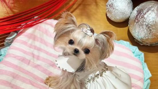 小型犬吃什么狗粮最好？这5款性价比超高，养宠更轻松！