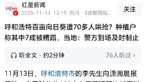 内蒙古呼和浩特，男子承包了400 亩地，全部种植向日葵。辛苦一年，却遭到附近村民的哄抢和糟蹋，损失高