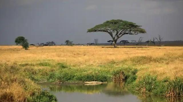 我非洲姑娘，婚后在婆家遭受嫌弃，回家哭诉后，母亲竟劝我沉住气