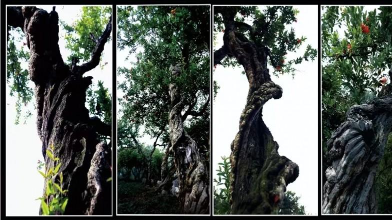 “榴韵芳华”石榴主题摄影艺术展在京东家电峄城旗舰店举行