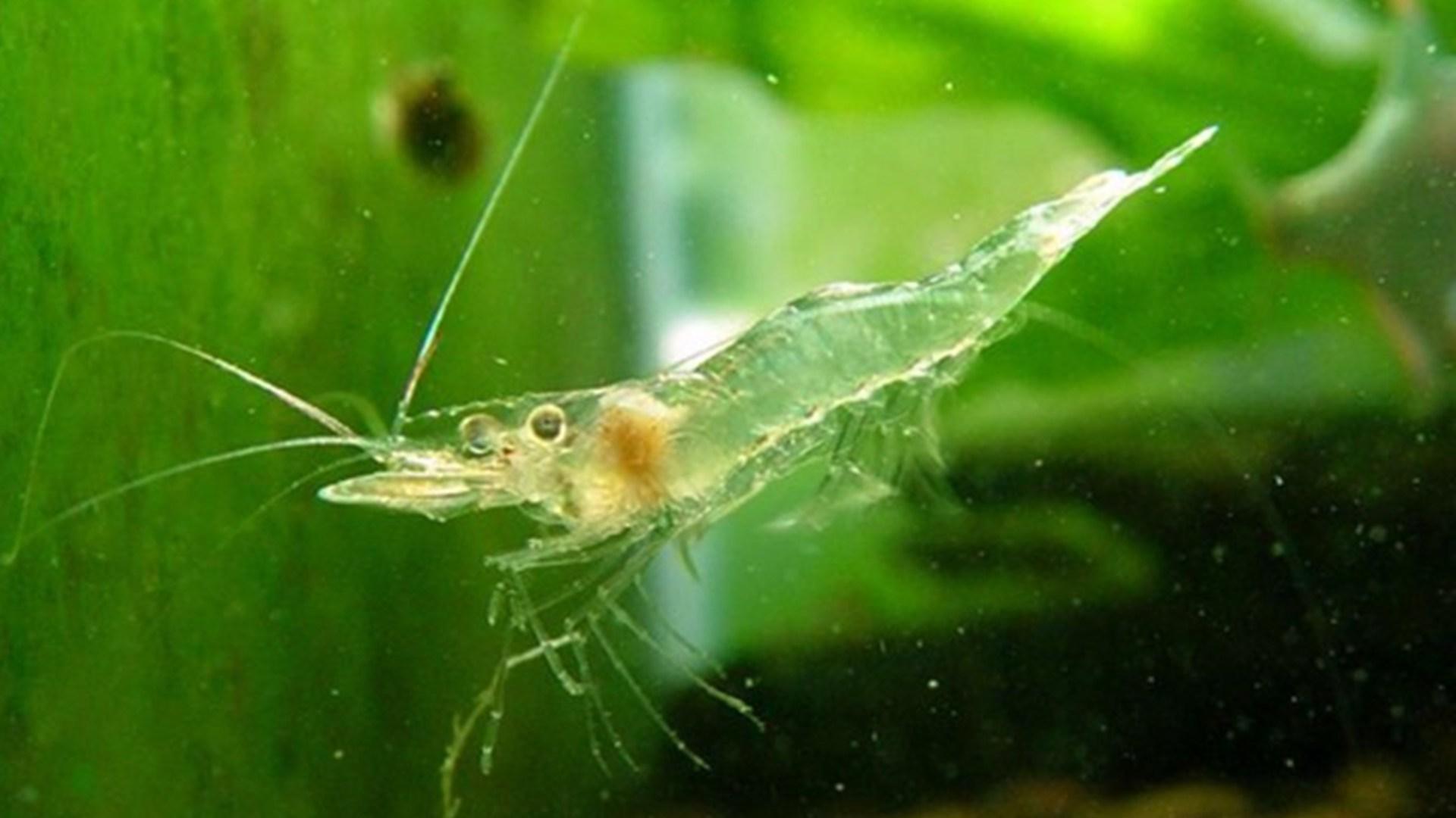 青虾多茬养殖试验，时间错位安排，珠江口，水温记录要精准