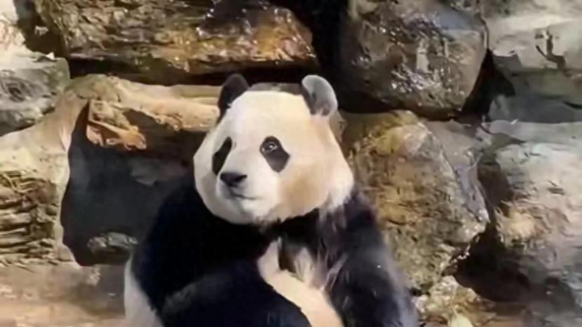 福宝闭关百日，体重暴增引争议，背后故事究竟如何？