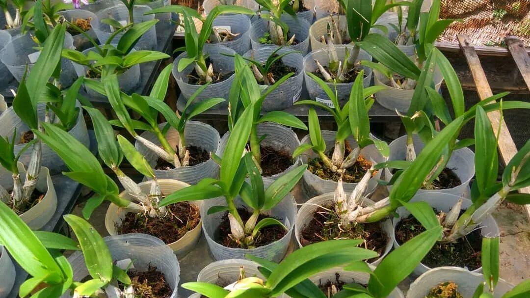 泼墨石斛新手养护指南，如何避免黄叶烂根，促花有啥技巧？