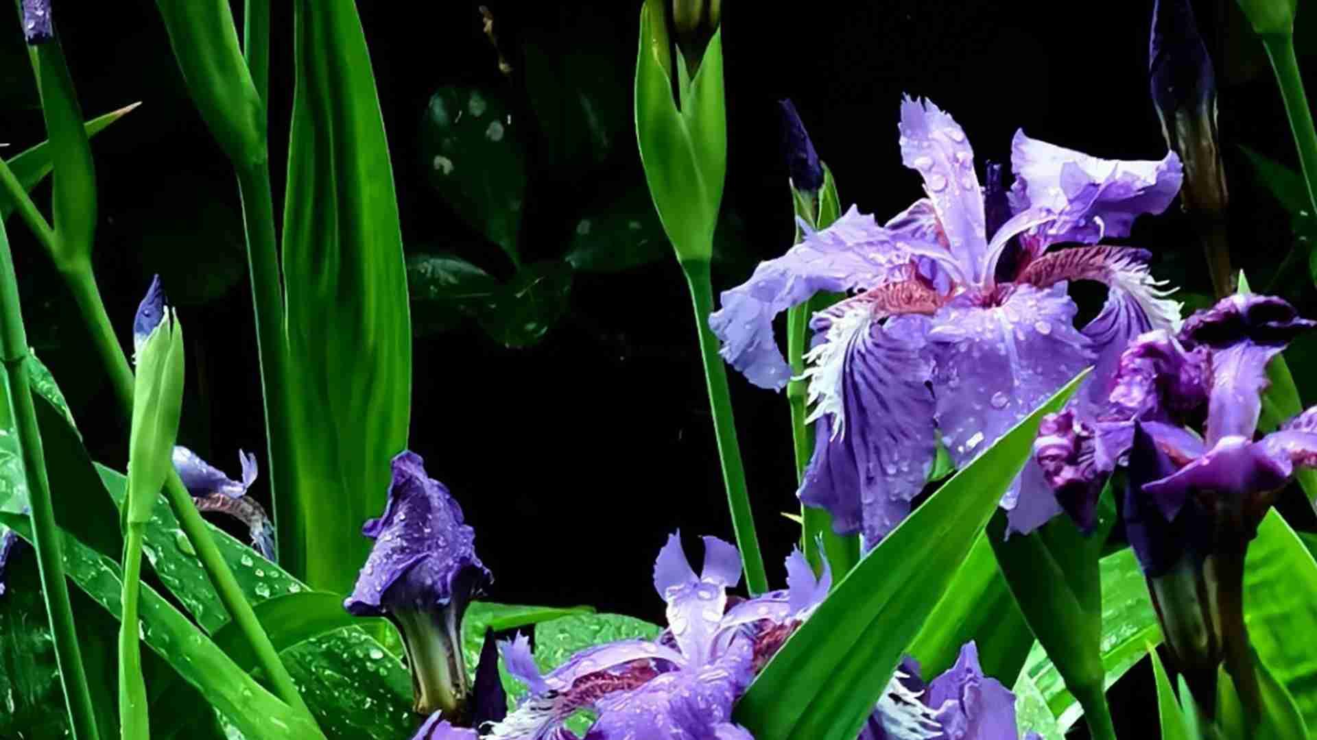 鸢尾根茎保存法，半年休眠管理，咖啡厅装饰日志，这点需注意