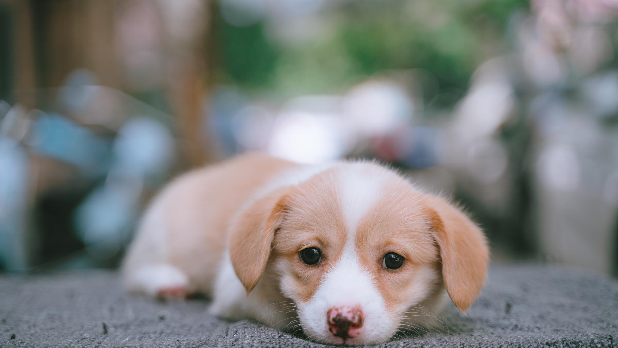 小狗应激什么表现？