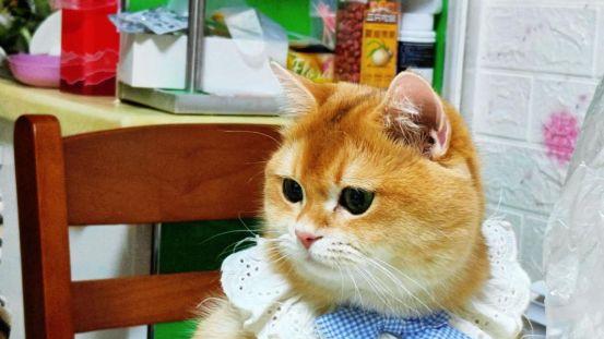 金渐层适合吃什么牌子的猫粮？质量好性价比高的3款猫粮推荐