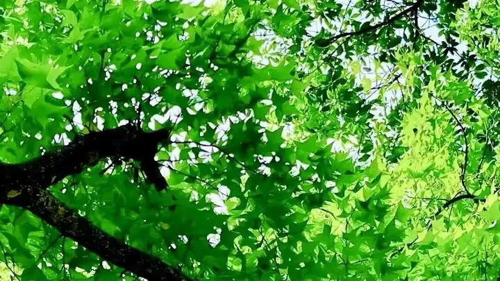 六行诗的创作方法新探：5W1H模型的诗学构建、创作实践及现实意义