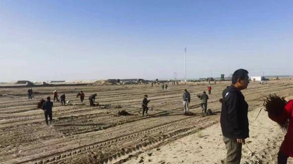 甲木沙的沙漠寻宝记：13年温柔采挖，种出绿色奇迹