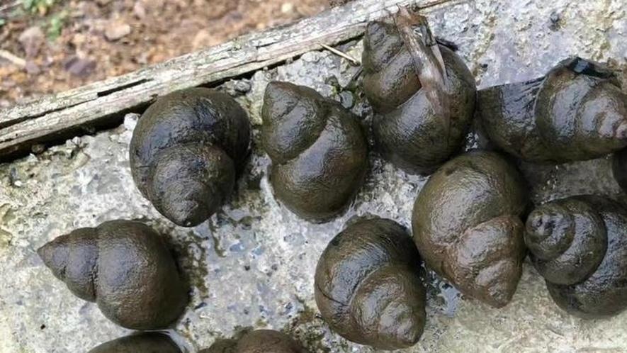 田螺种苗的培育技术咋考量？先进技术育好苗，品质有保障