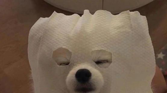 哪种狗粮便宜又好营养价值高？平价也能养好狗