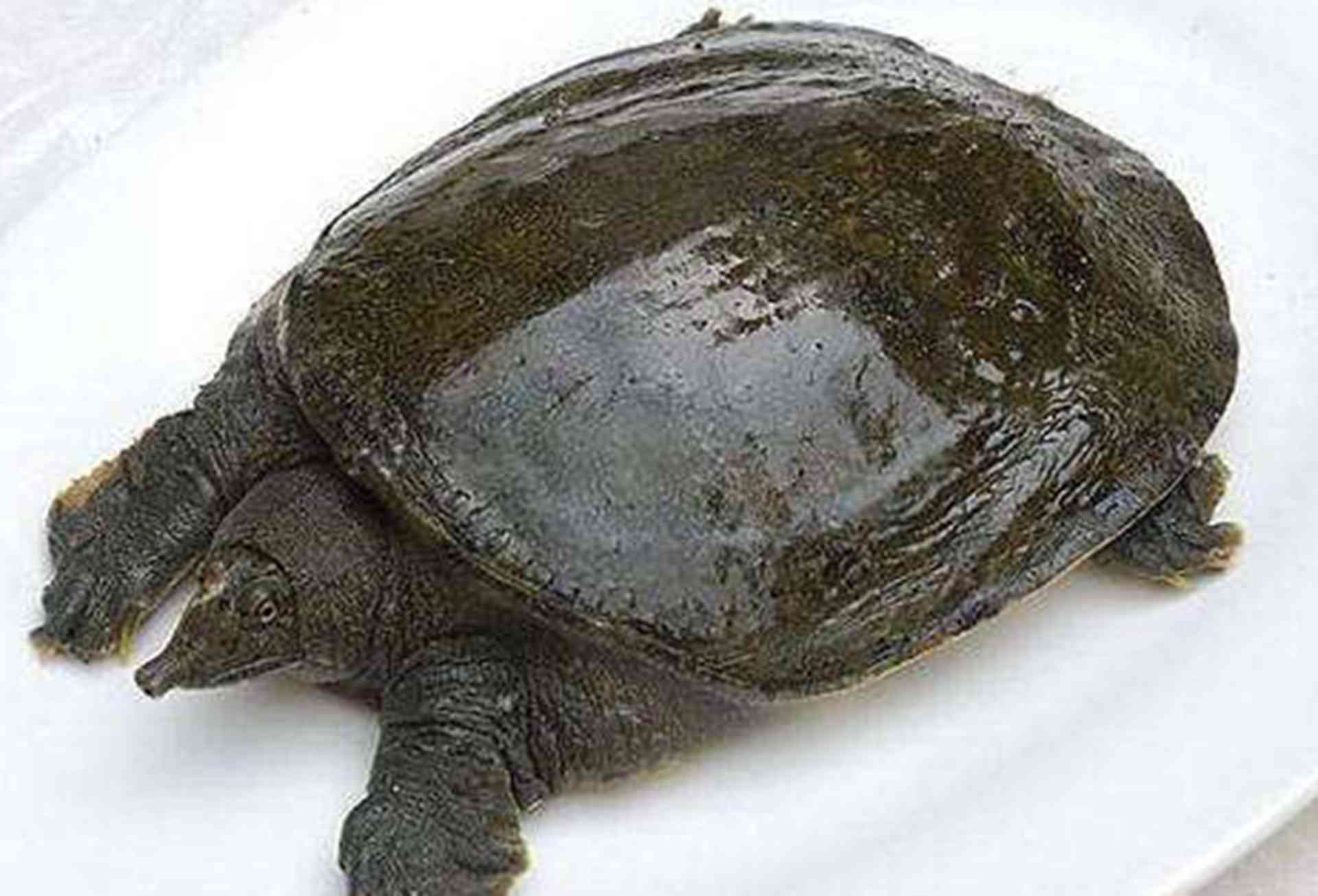 甲鱼冬眠监测，物联网传感器，苏醒时机判断，智能养殖新方案