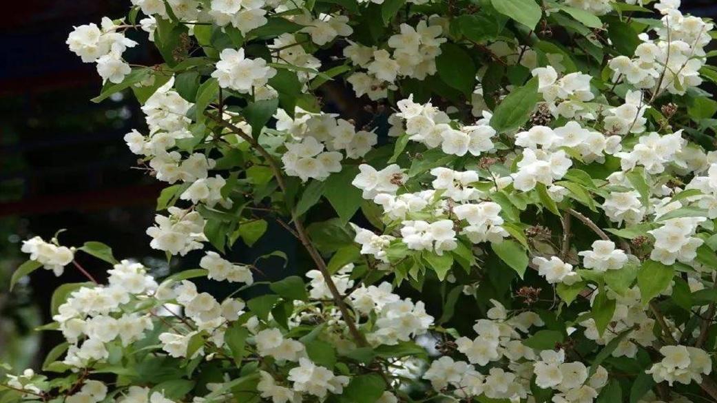 30张图片，带你了解全国各省级行政区的省花、区花和市花