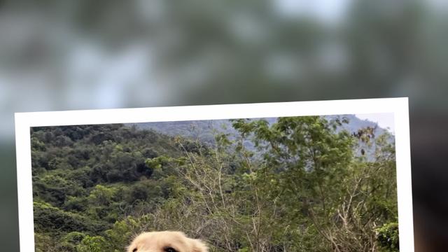 史上颜值最高nova 15系列未发先火，耀目双星引前置红枫猜测