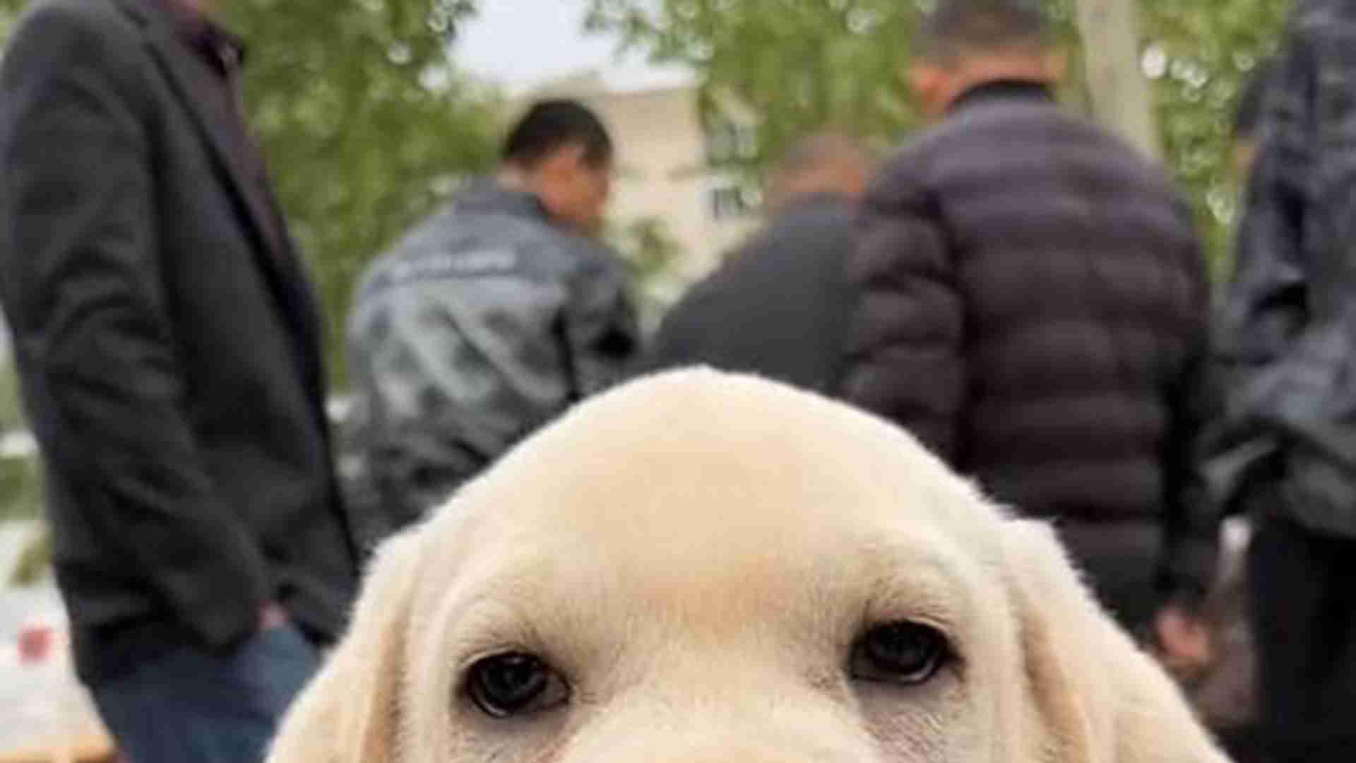 食盆防抢食设计，生态园实验版，拉布拉多喂，弱势犬优先