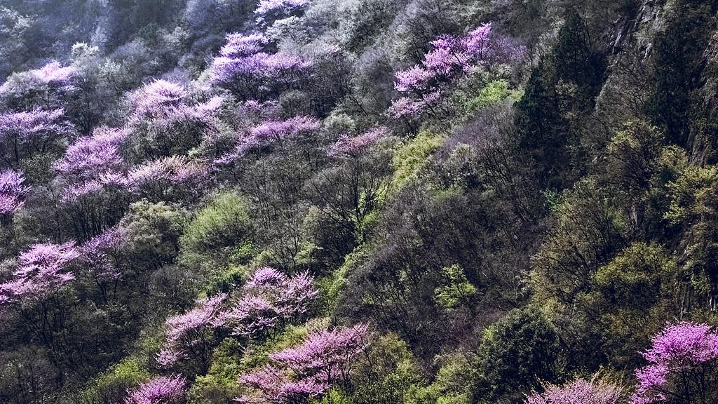 心学大师湛若水与西樵山评花会