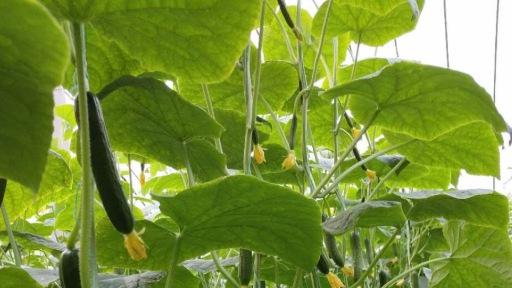 种植黄瓜、西瓜等瓜类作物，这些关键点要注意，避免常见错误