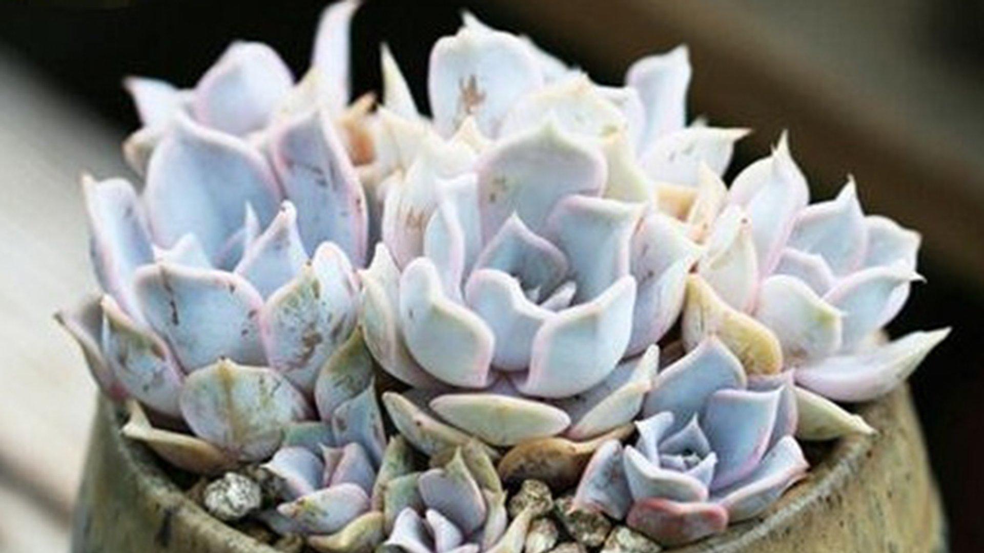 露娜莲叶心积水，雨季病害预防，酒店景观池搭配，吹水操作细节