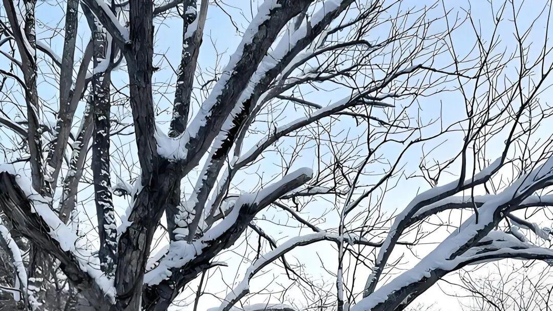 七律·冬雪幽居吟