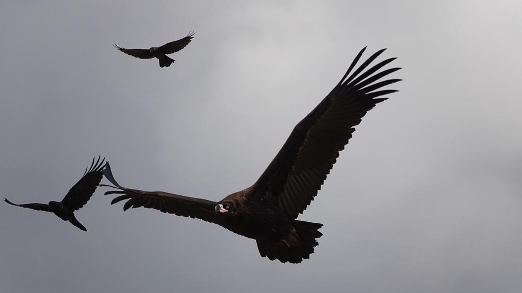 秃鹰：自然界清道夫的耐酸胃秘密