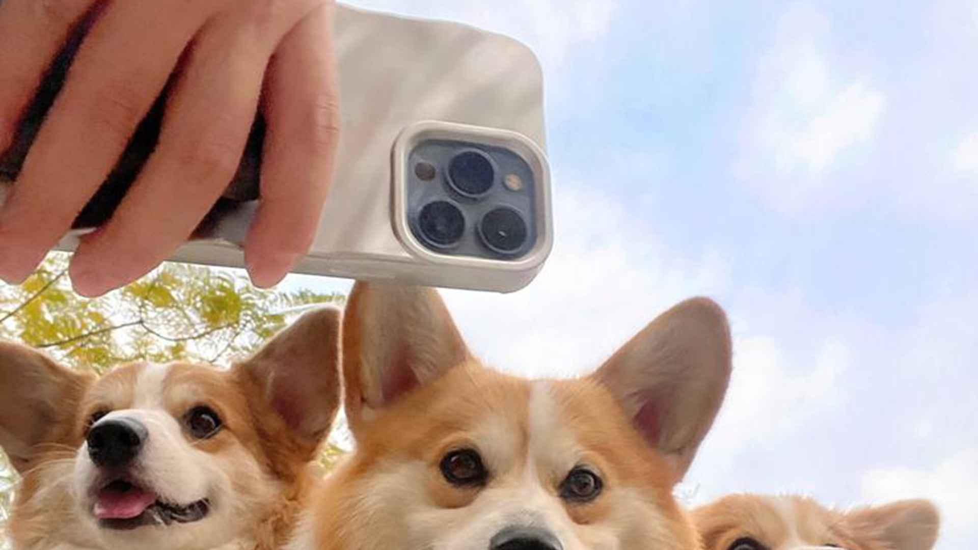 毛色保持秘诀，南方高温环境，柯基犬美容，方法有讲究