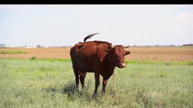 属牛人，你的福报已悄然来临，请接收！