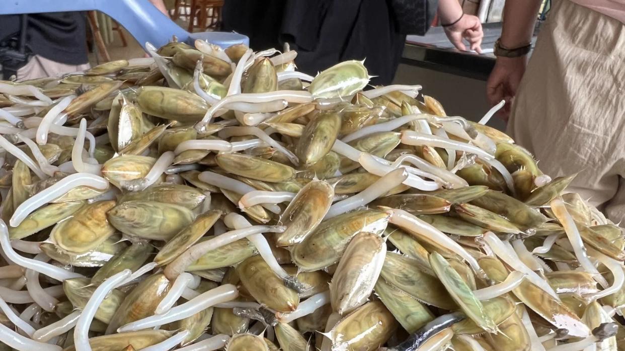 统治海底2亿年的腕足动物，为什么如今完全无法和双壳动物竞争？