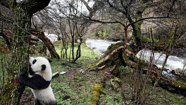 用镜头守护：大熊猫的黑白世界与生态使命