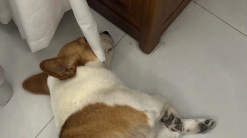 狗狗腹水的早期症状与就医提示：早发现早干预，守护爱犬健康