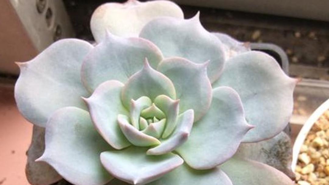 蓝石莲叶插，两月出芽记录，南方多雨区，湿度要监控