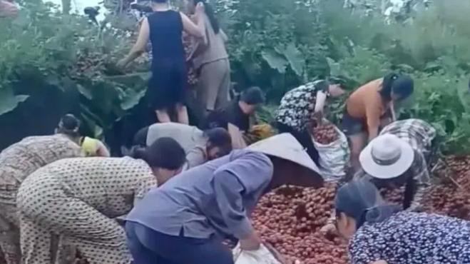 4吨荔枝翻车遭哄抢！越南女司机含泪返乡，网友怒斥：这不是捡漏是抢劫