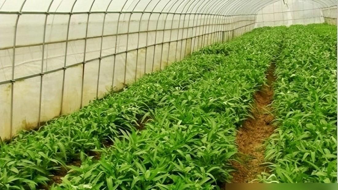 空心菜冬季大棚种植，7个环节做对了，效益杠杠的！
