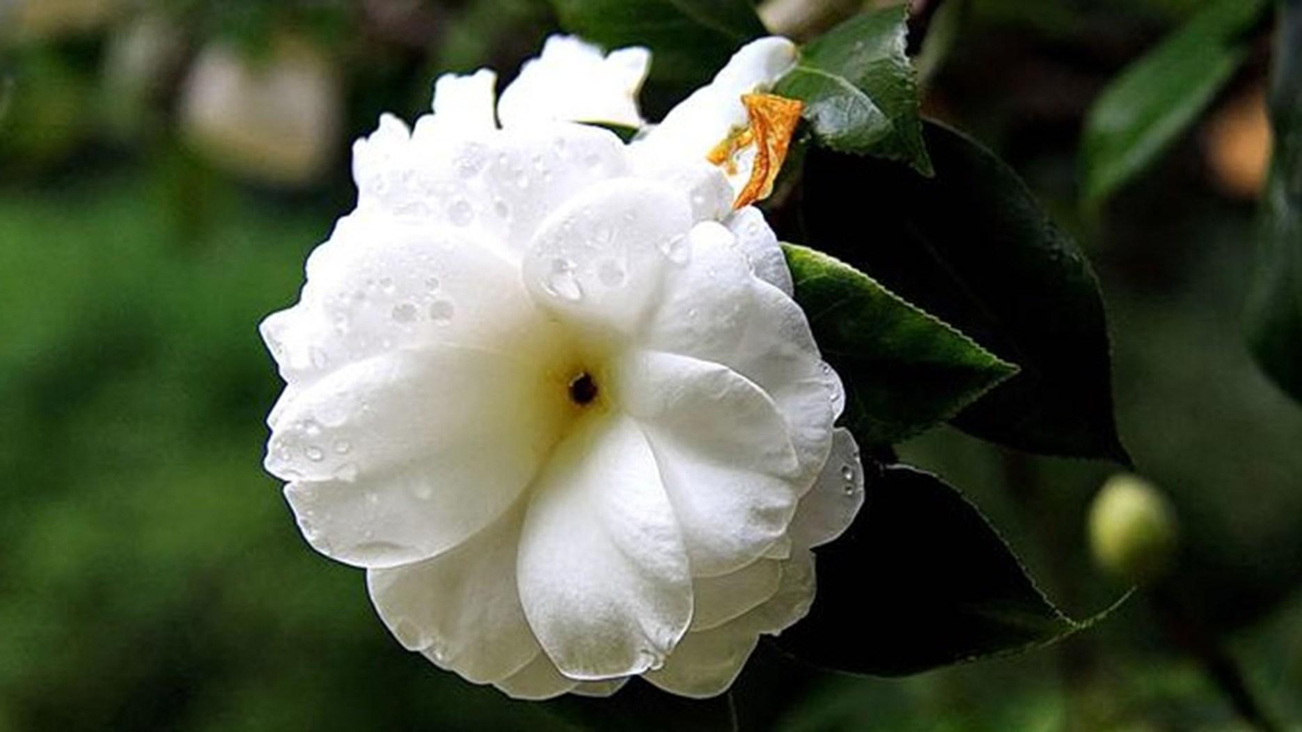 茶花煤污病防治，生物菌剂施用，江南私家园林，叶面疏水处理