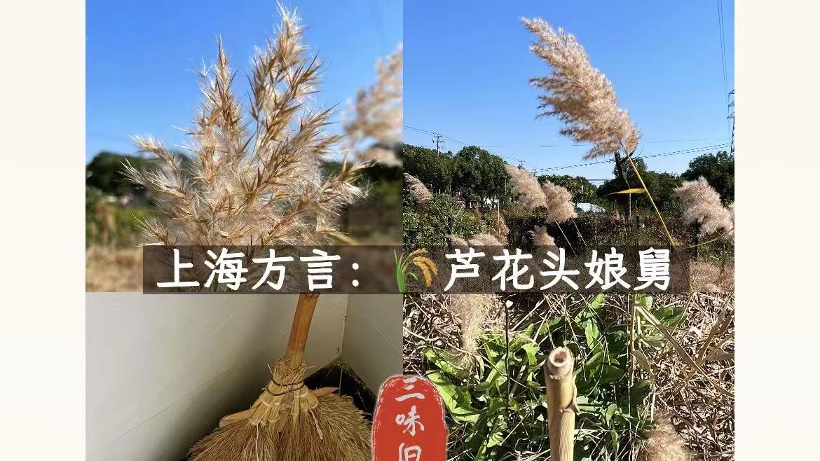 上海方言：“芦花头娘舅”是什么意思？