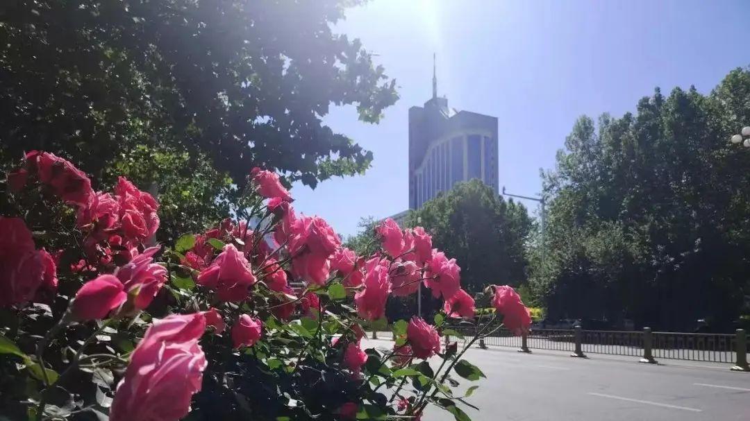 石家庄：月季花街边绽放 娇艳花朵已“霸屏”