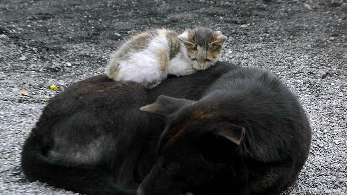 民间故事：黄狗报恩