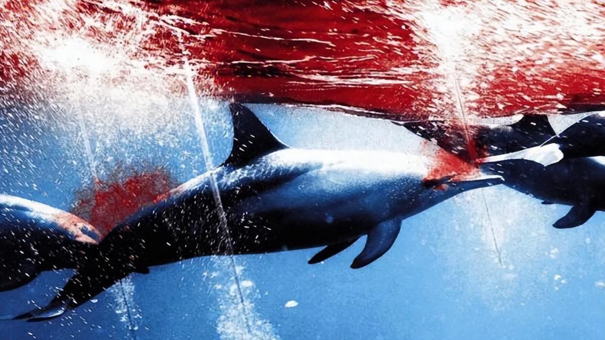 秦姗：没有买卖，就没有伤害——评纪录片《海豚湾》