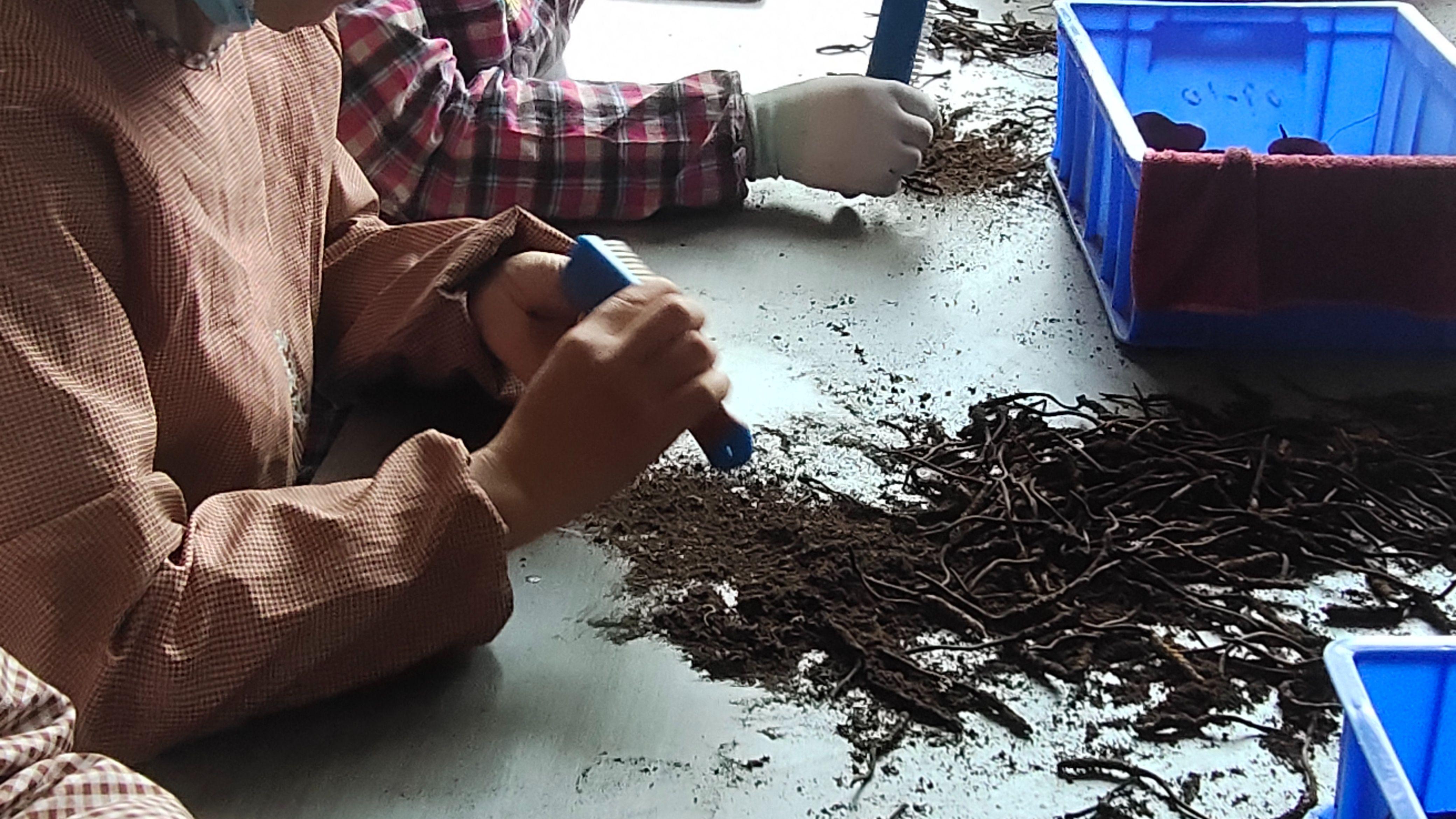 那曲日记：在世界的屋脊寻找真正的虫草